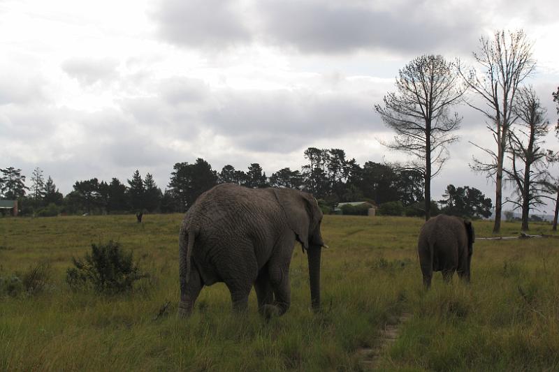 Elephant Sanctuary (20).jpg